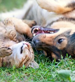 Complete Pet Care Animal Hospital at Heritage