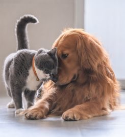 Complete Pet Care Animal Hospital at Heritage